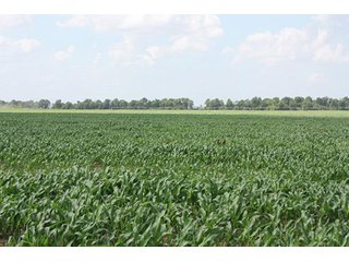 Property photo 5 - MID-DELTA REGION PRODUCTIVE CROPLAND AUCTION - 4,783+/- ACRES OFFERED IN 10 TRACTS
